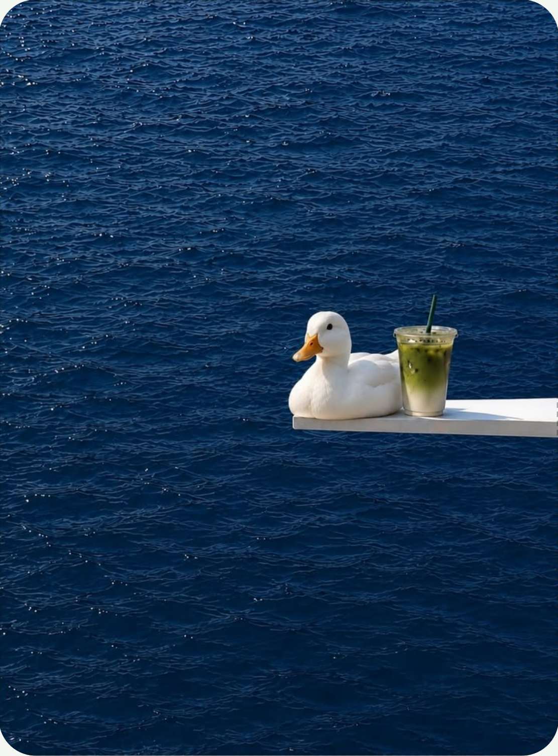 A duck